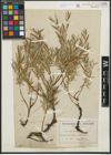 Foto von Salix repens subsp. rosmarinifolia (L.) Andersson
